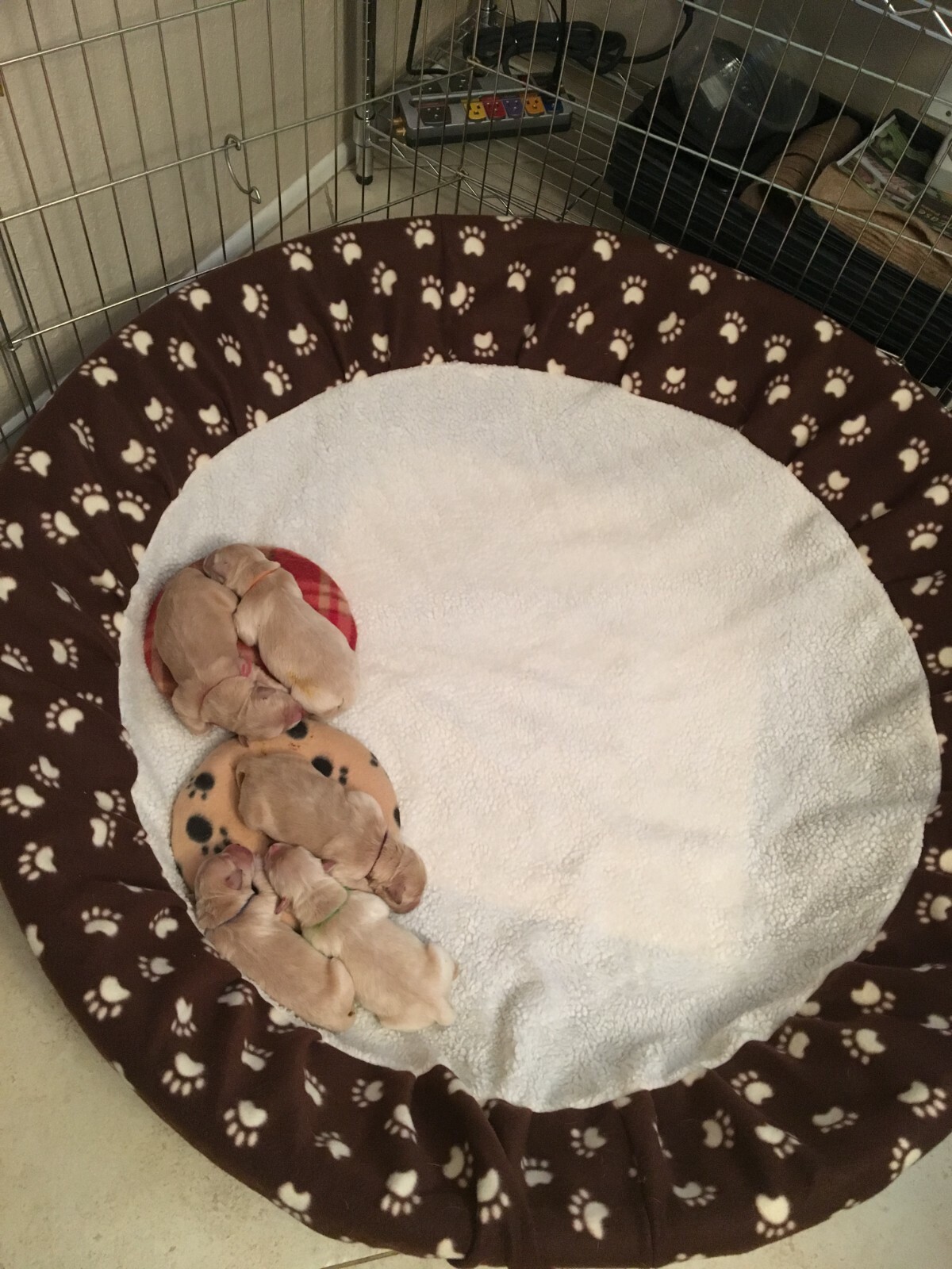 SHIPS FREE! Medium Size Kiddie Pool Cover Liner for Whelping Puppies Dogs