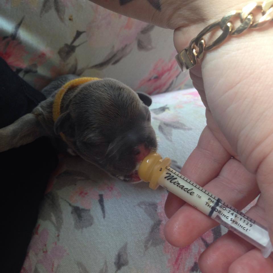 Milk Syringe Nursers With Teats Kitten Toy Small Breed Whelping Essential