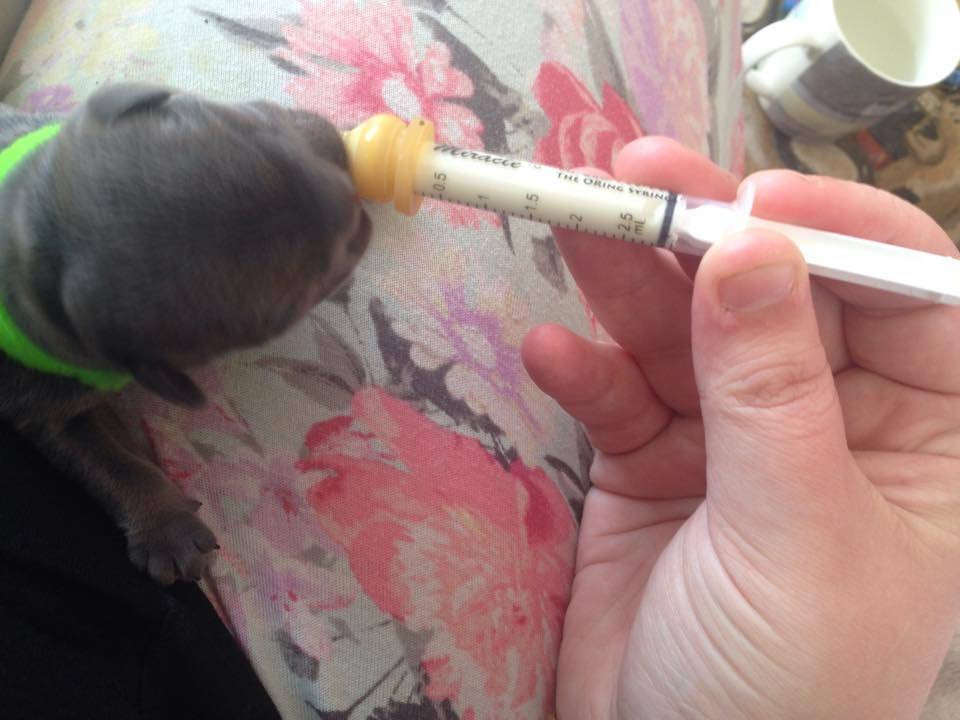 Milk Syringe Nursers With Teats Kitten Toy Small Breed Whelping Essential