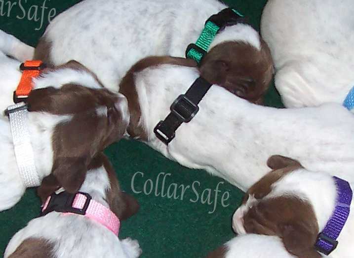 CollarSafe Light Nylon Puppy ID “SNAP” Buckle Collars Litter Bands Hand Made USA