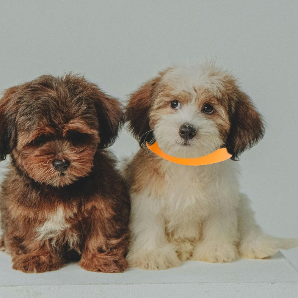 100 PCS Whelping Newborn Pet Collars Puppy Litter Identification Bands Dog Tag