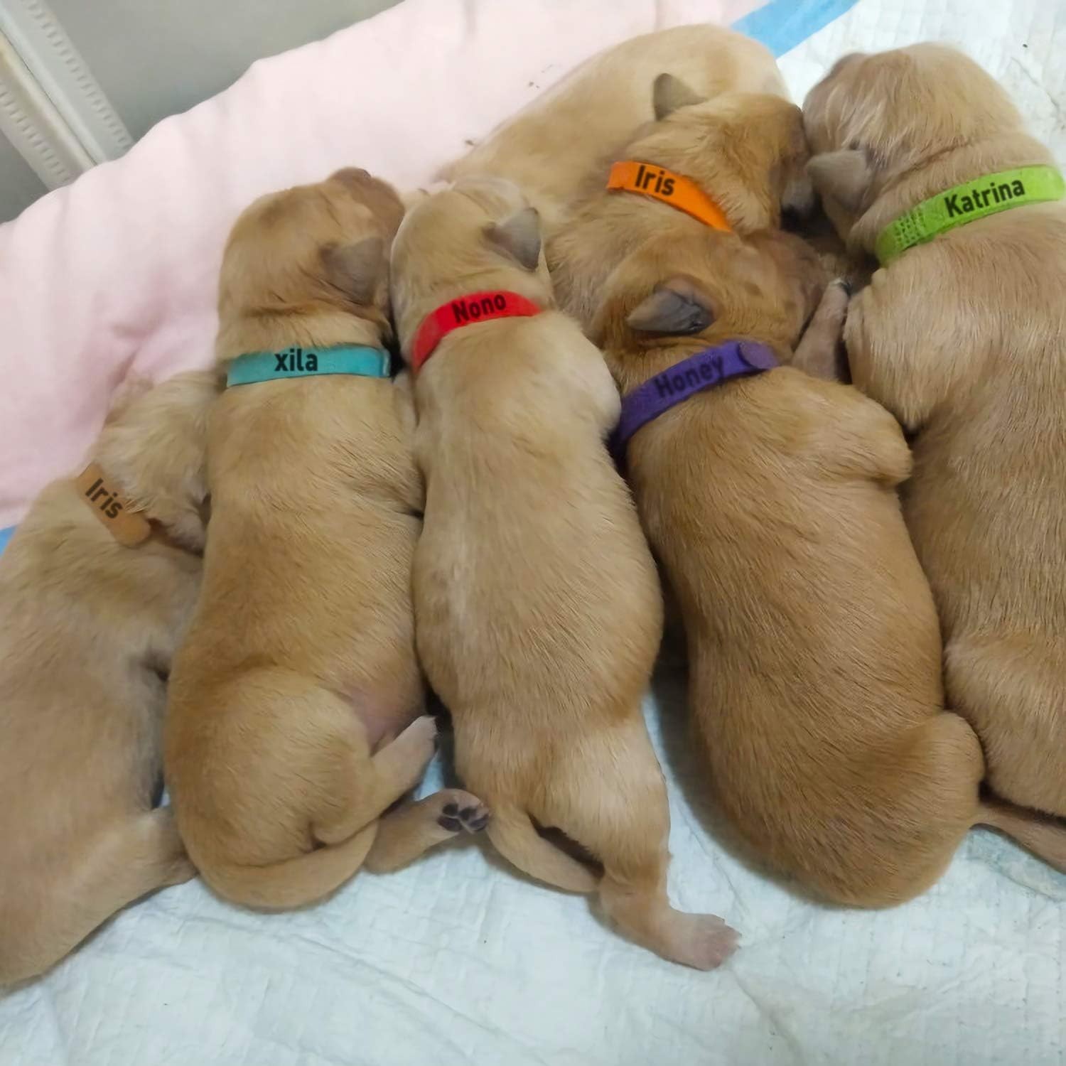 15 Colors Puppy Whelping Collars – Soft, Adjustable ID Bands for Small Breeds
