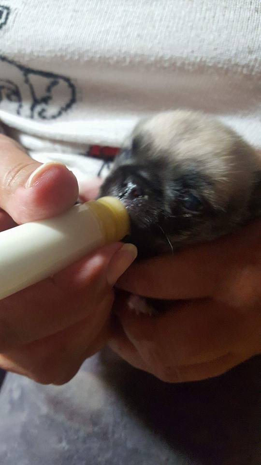 Syringe Nursers Premade Modified Nipple Teat 0.5ml-35ml Pup Kitten BREEDER PACKS