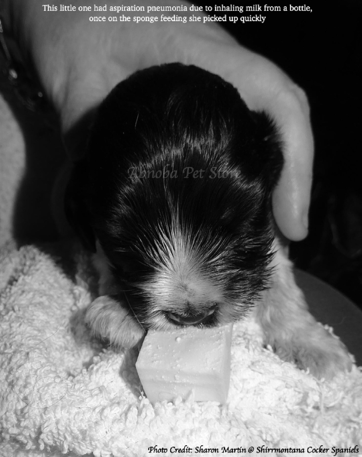 Nursing Sponge Kit Wedges & Feeding Syringes Puppy & Kitten Whelping Life Saver