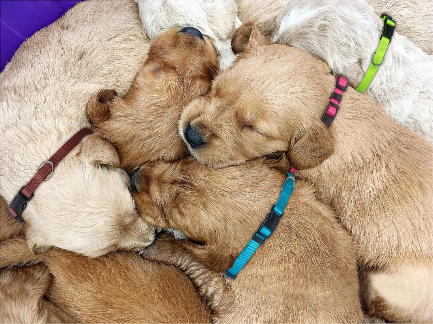 Puppy ID Collars Identification Whelping Super Soft Nylon Adjustable Breakaway N