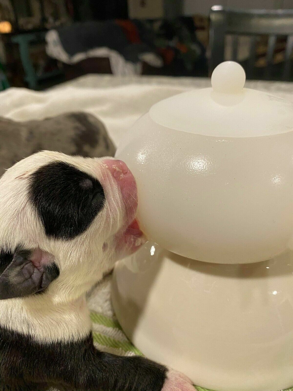 4 Nipple Puppy Kitten Nursing Milk Feeding Station Bowl French English Bulldogs