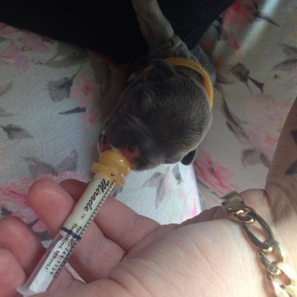 ALPHA DOG Puppy Life Saver Whelping Kit Lifedrops Aspirator Clamps Milk Nurser