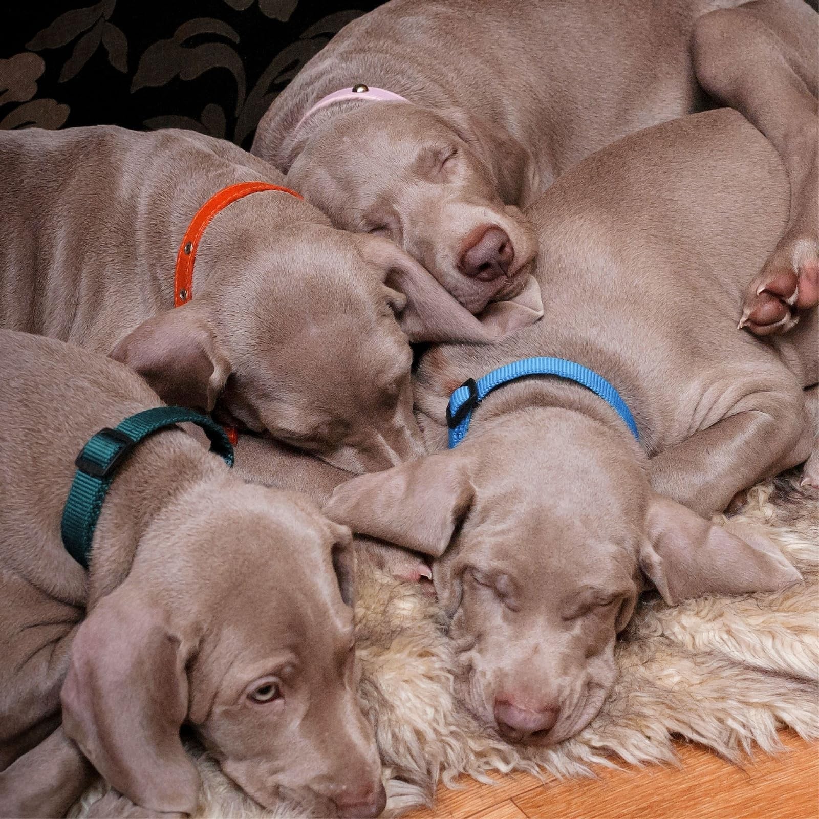 Okuna Outpost Puppy Collars – Quick-Release Buckle – Color-Coded Adjustable P…