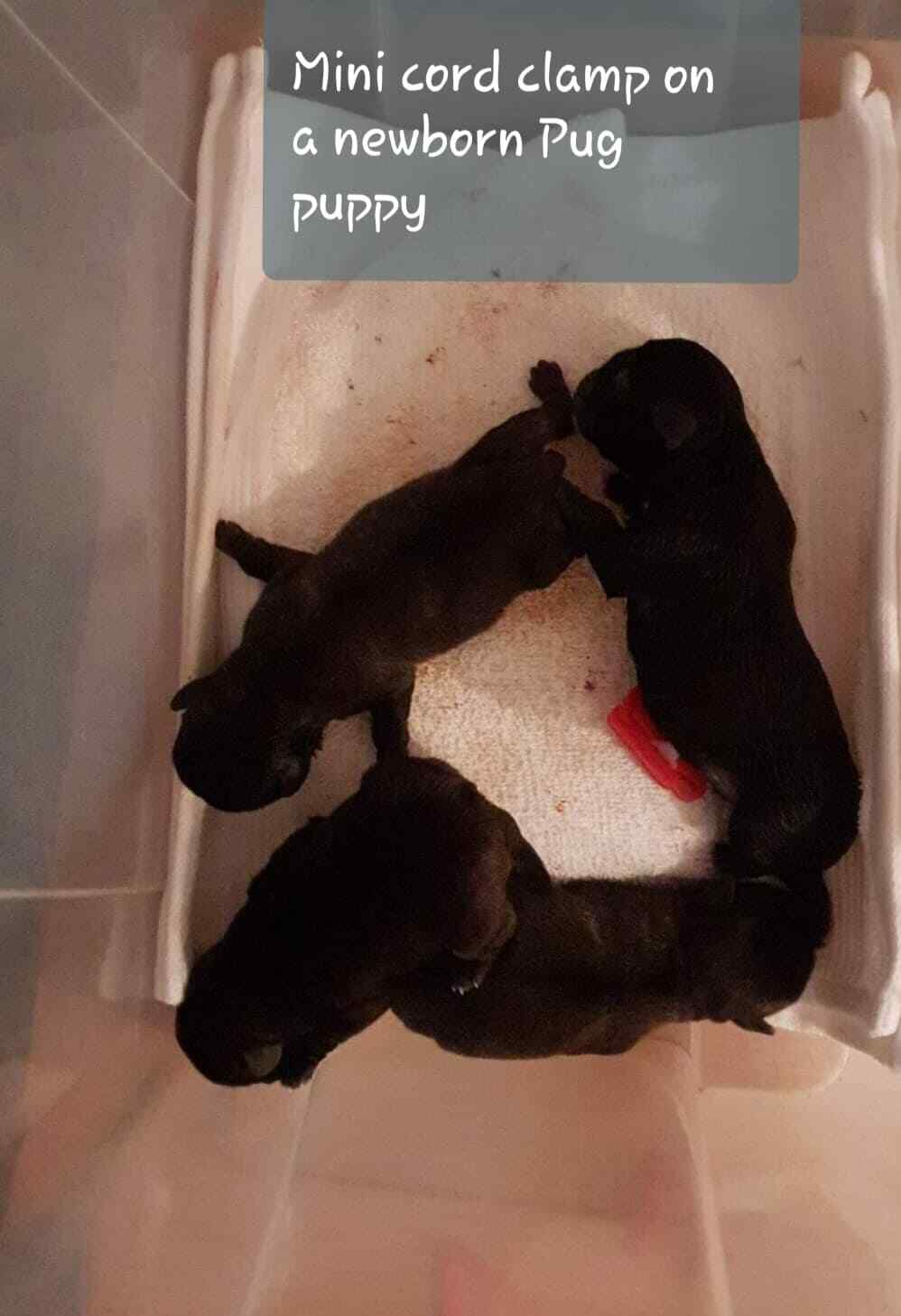 ALPHA DOG Exclusive Complete Whelping Kit Beaphar Lactol Puppy Milk Syringe 1222