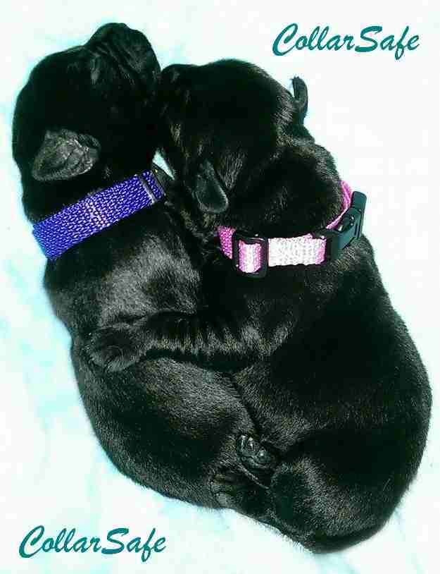 CollarSafe PUPPY ID SET – Nylon Snap Collars & Litter Bands made w/ VELCRO®brand