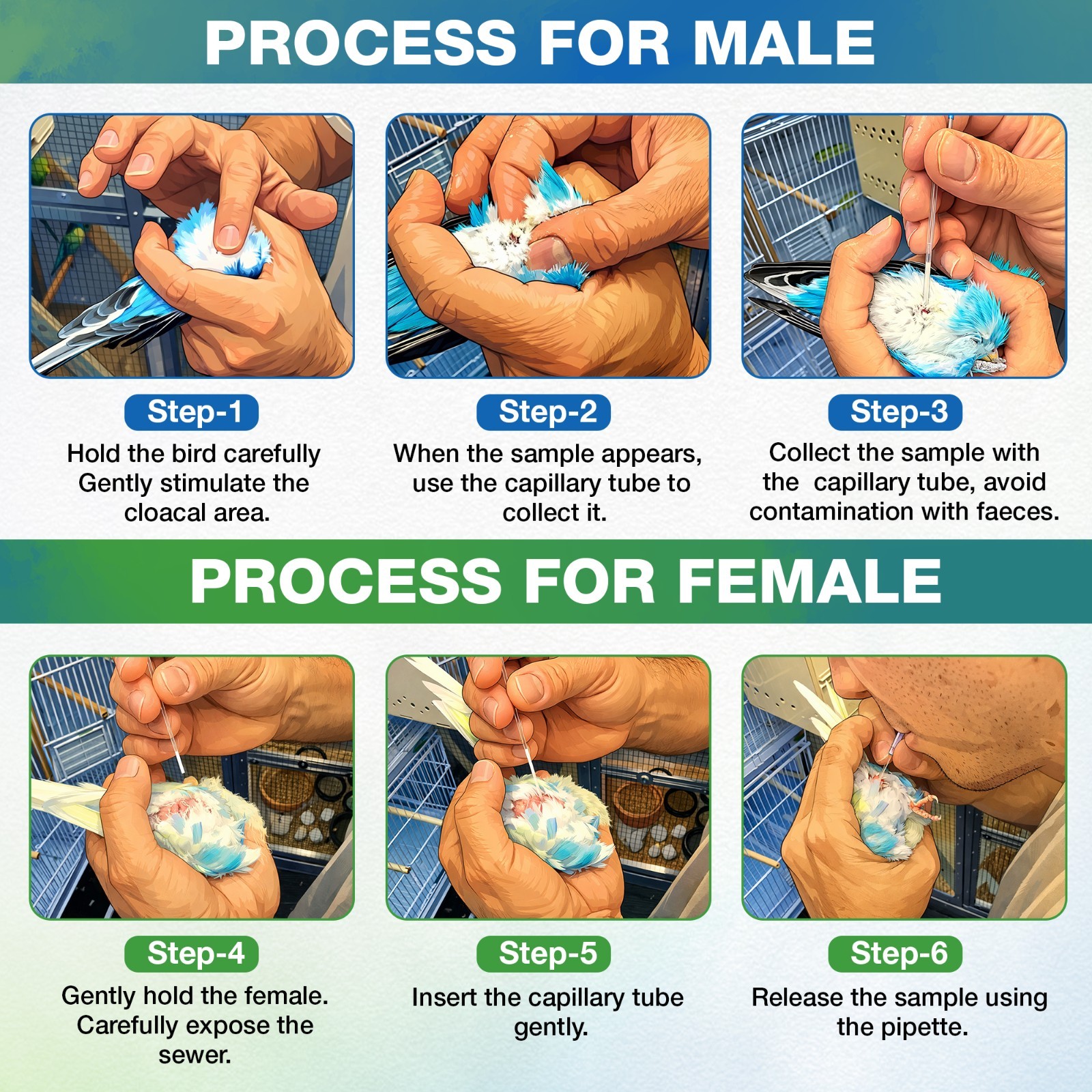 ACM-BUDGIE-AVIARY Artificial Insemination Kit for Small Birds – Pro Budgie Breed