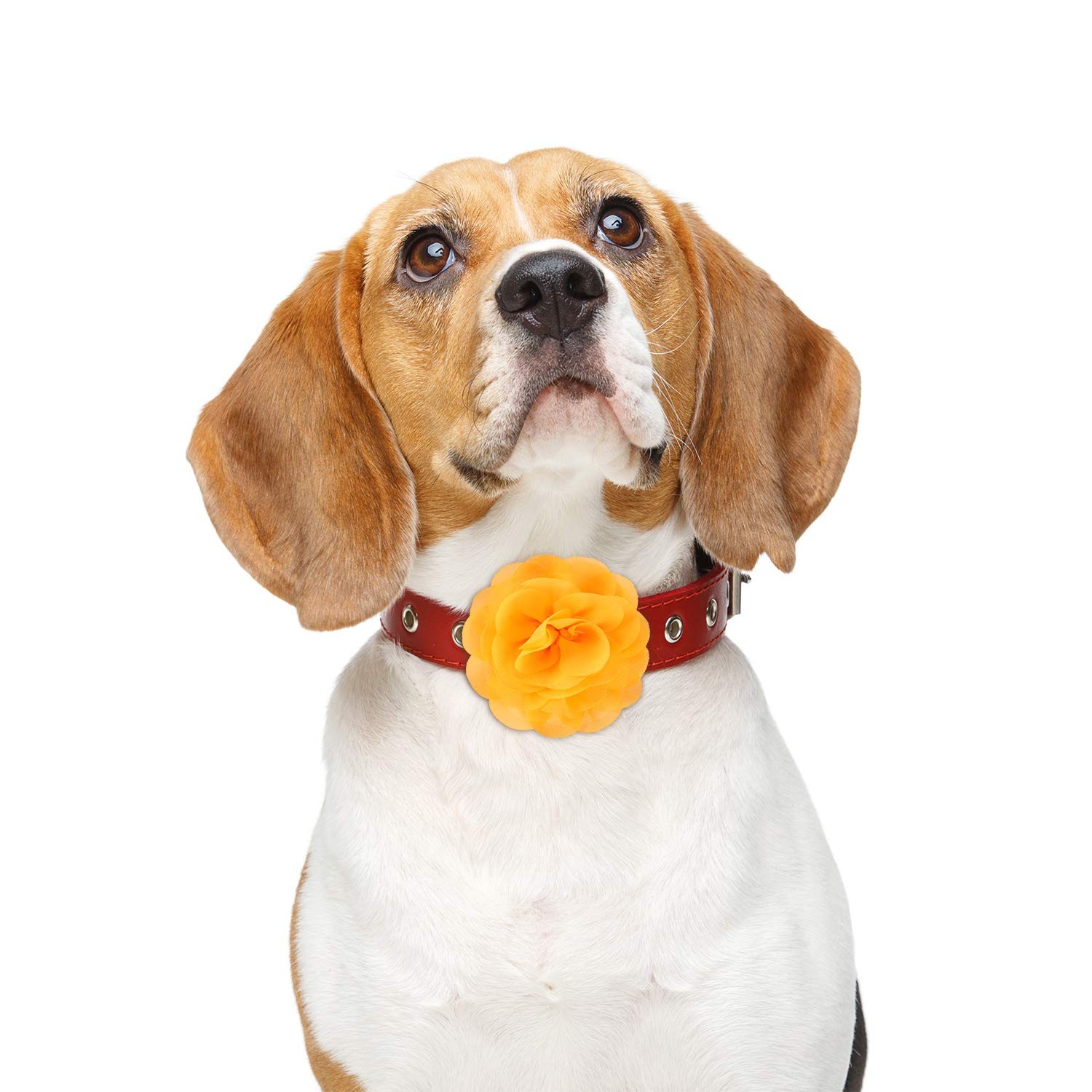 WILLBOND 8 Pieces Dog Flowers Collar Pet 8 Cm / 3.15 Inches, Multi-color