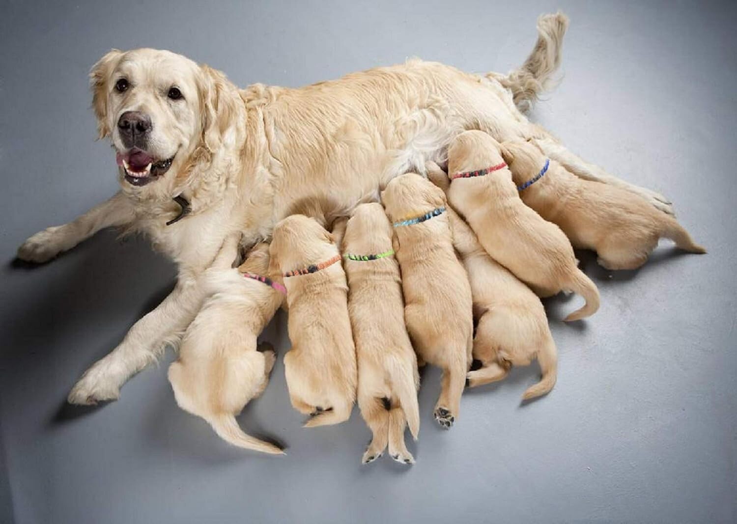 12 Pcs/Set Soft Nylon Puppy ID Collar Adjustable Whelping Breakaway Litter New