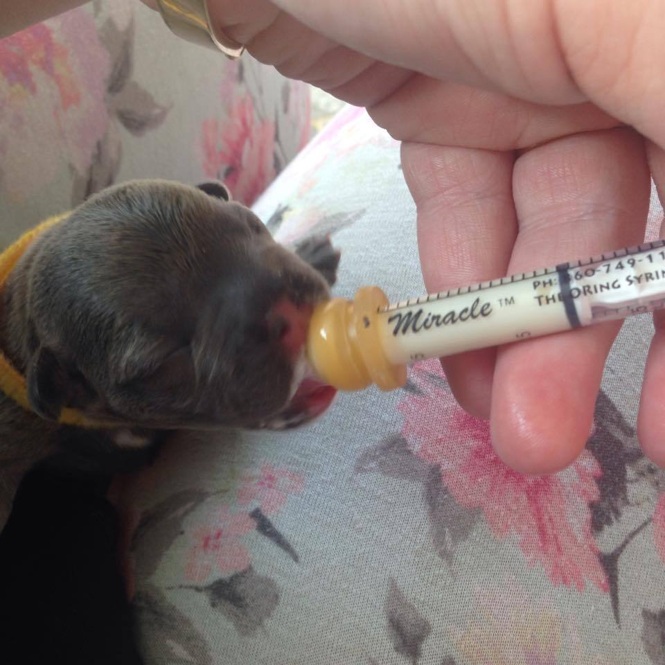 Milk Syringe Nursers With Teats Kitten Toy Small Breed Whelping Essential