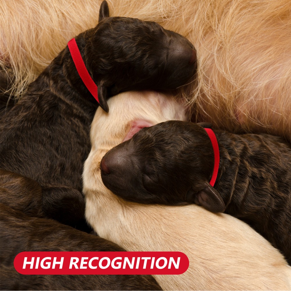 36pcs Kitten Collar: Kitten And Puppy Id Collars For Newborn Pets – Colored