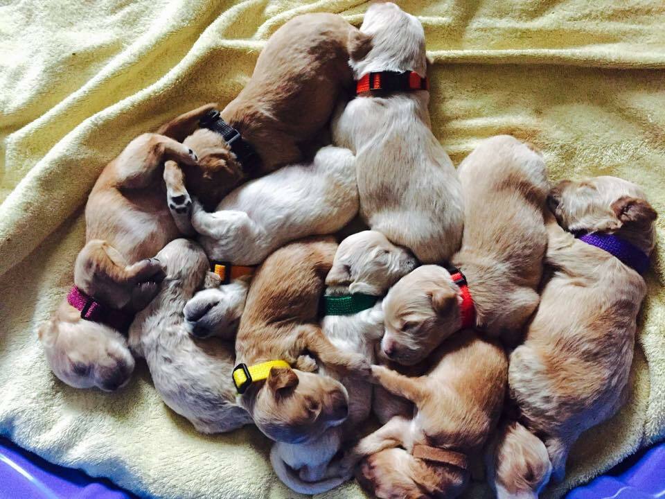 CollarSafe Light Nylon Puppy ID “SNAP” Buckle Collars Litter Bands Hand Made USA