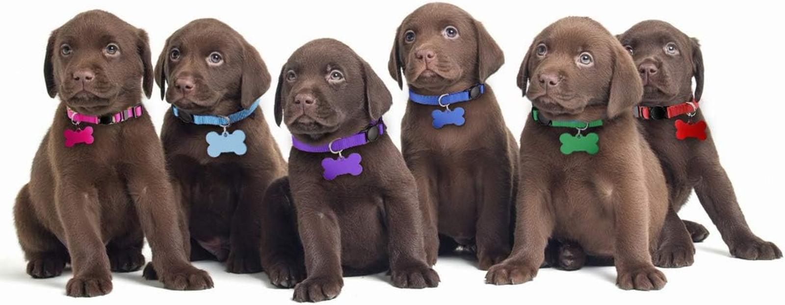 12 Pack Puppy ID Collars Breakaway Whelping Collars Tags Breeder Charts S