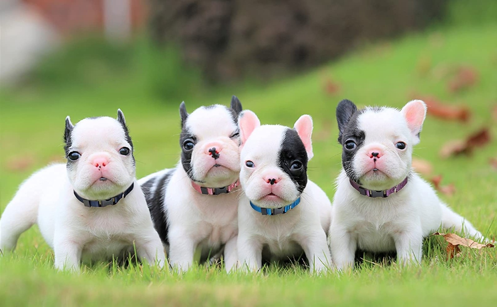 Puppy ID Collar – Identification Adjustable Collars for Newborn Dog Cat, Supe…