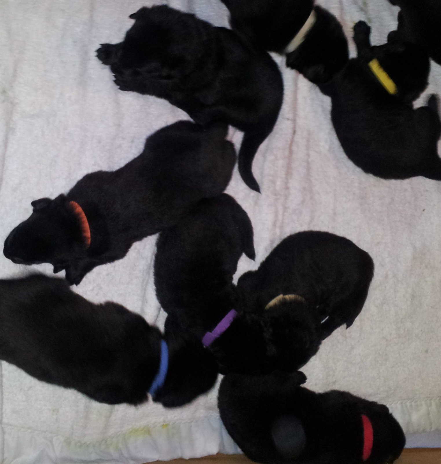 CollarSafe (12) 3/8″ Puppy ID Litter Bands Collars handmade w/ USA VELCRO® Brand