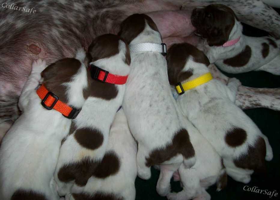 CollarSafe Light Nylon Puppy ID “SNAP” Buckle Collars Litter Bands Hand Made USA