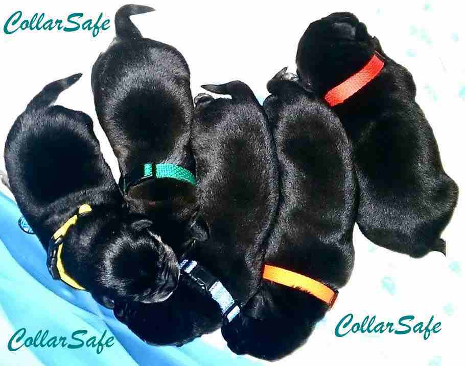CollarSafe Light Nylon Puppy ID “SNAP” Buckle Collars Litter Bands Hand Made USA