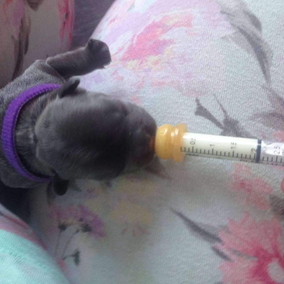 ALPHA DOG Puppy Life Saver Whelping Kit Lifedrops Aspirator Clamps Milk Nurser