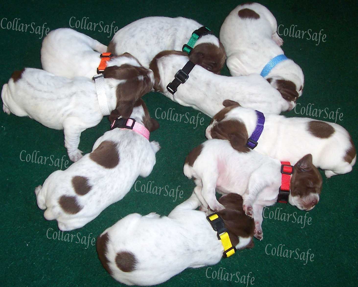 CollarSafe Light Nylon Puppy ID “SNAP” Buckle Collars Litter Bands Hand Made USA
