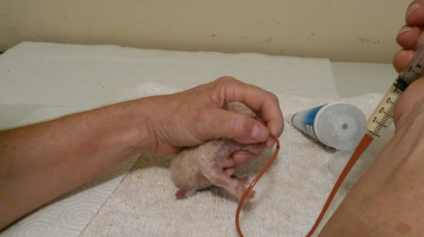 Sterile Tube Feeding Kit & Milk Whelping Puppy Kitten Small Animal 4 5 6 or 8 Fr