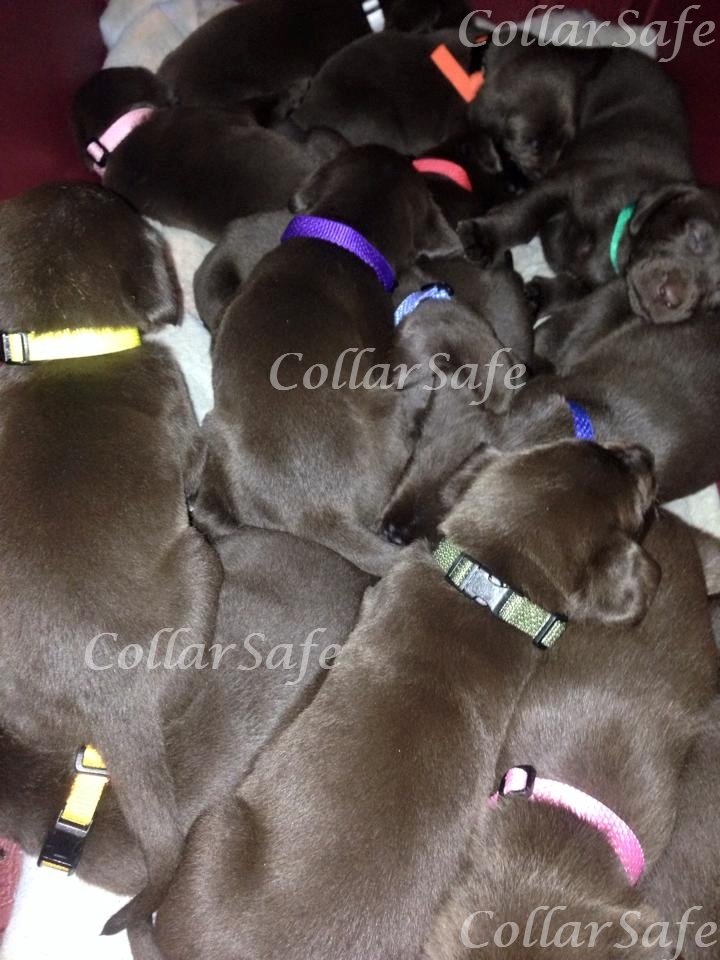 CollarSafe PUPPY ID SET – Nylon Snap Collars & Litter Bands made w/ VELCRO®brand