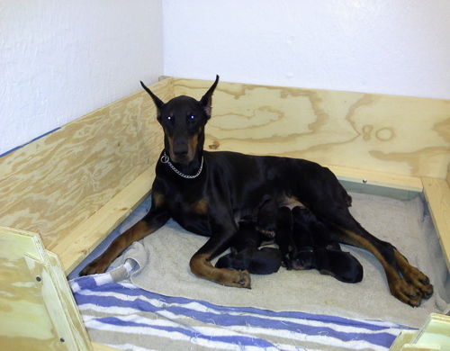 Whelping Box HEAVY DUTY w/FLOOR,XL,Xlarge 5’x4′ w/RAILS+LINER Dog,Puppy,Pen