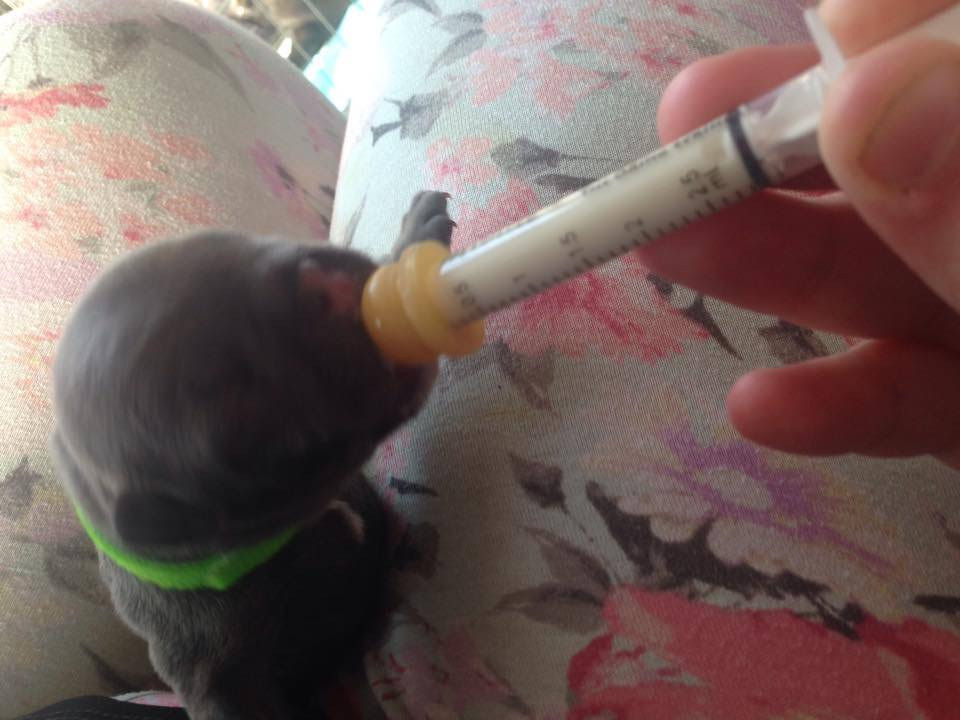 Milk Syringe Nursers With Teats Kitten Toy Small Breed Whelping Essential