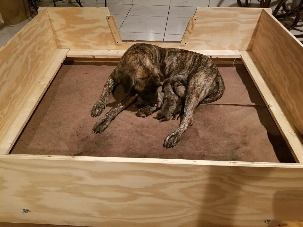 Whelping Box HEAVY DUTY w/FLOOR,XL,Xlarge 5’x4′ w/RAILS+LINER Dog,Puppy,Pen