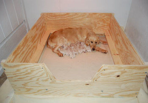 Whelping Box HEAVY DUTY w/FLOOR,Small 32×32″ RAILS+LINER FREE SHIPPING!!!