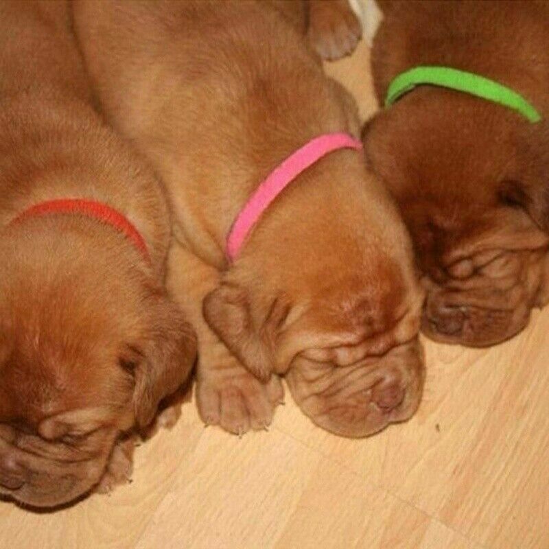 12 Whelp ID Collars Newborn Puppy & Kitten Identification Bands Breeders Fun Pet